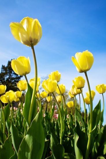 Tulips