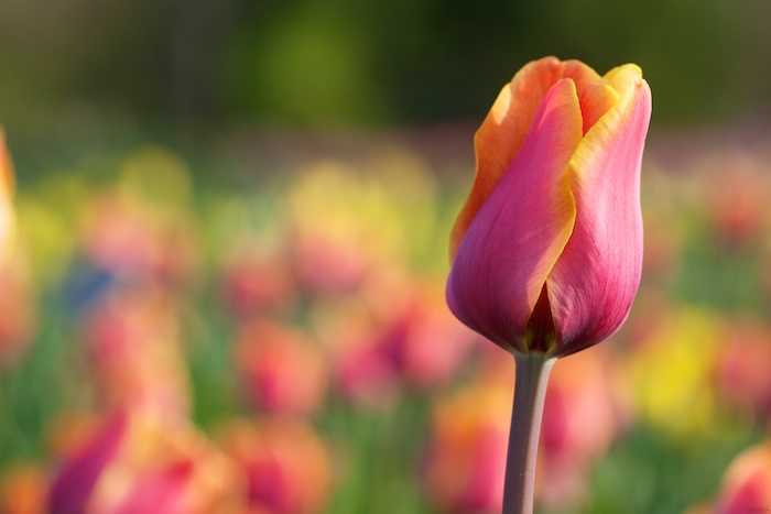 Tulip Dreams