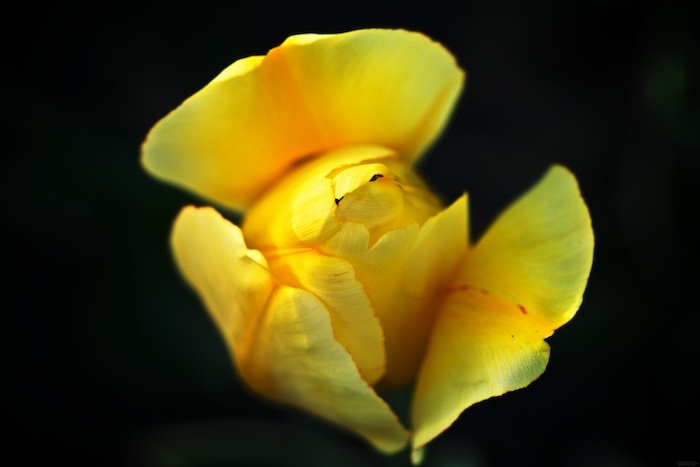 Unfurling
