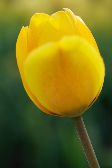 Yellow Goblet