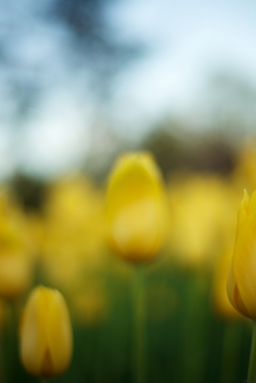 Tulips