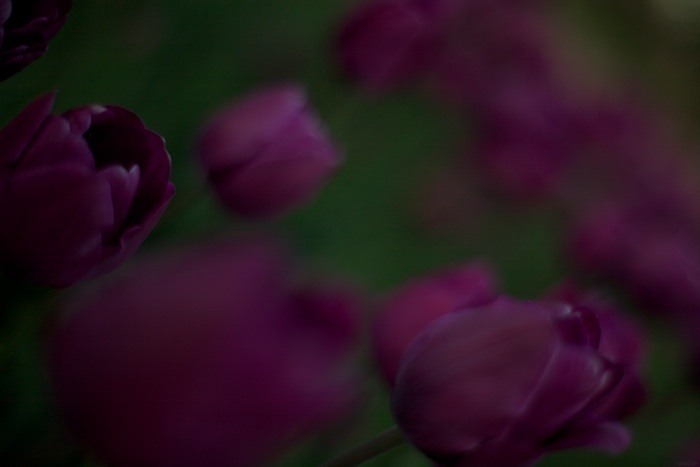 Night in the Tulip Patch