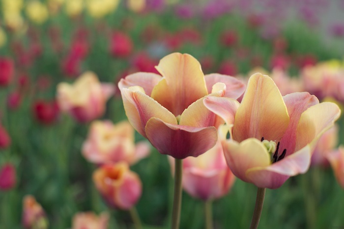 Wondrous Variety