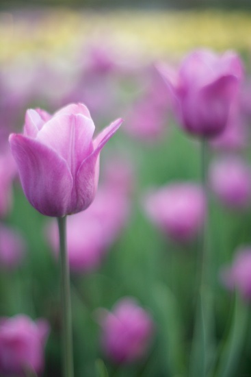Tulips