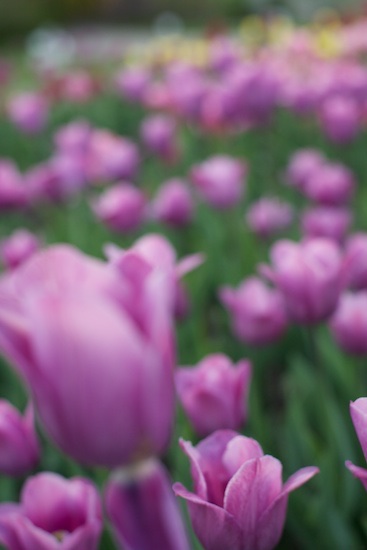 Tulip-shaped Bokeh