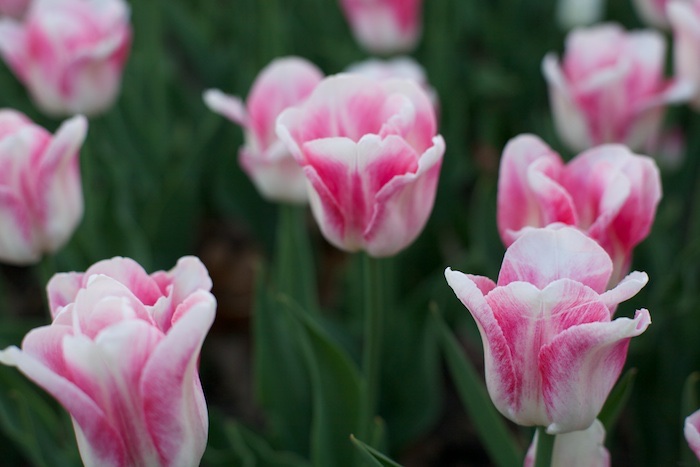 Pink and White