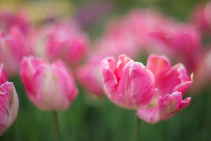Creamy Dreamy Tulip