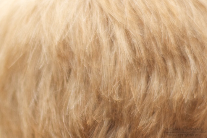 Fur