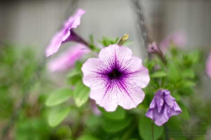 Hanging Flowers