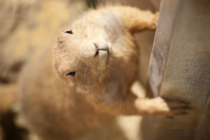 Prairie Dog Escape