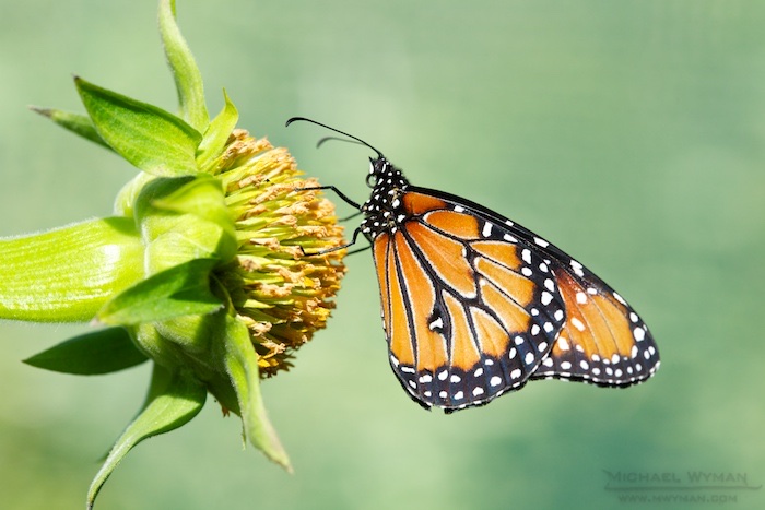 Butterfly Fantasy