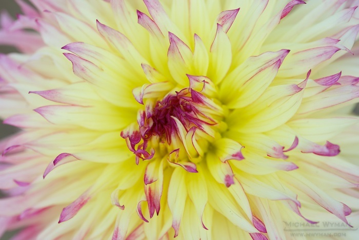 Spindley Dahlia