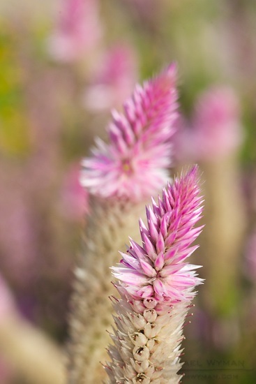 Purple Cattails?