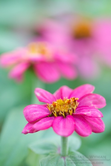 Summer Flowers