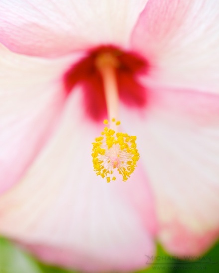 Hibiscus