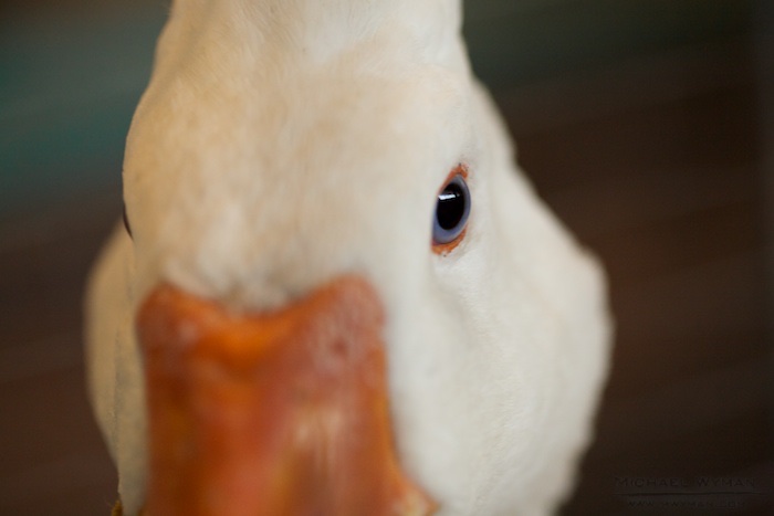 Feed the Duck!