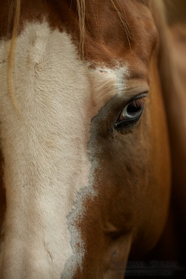Horsey Sauce