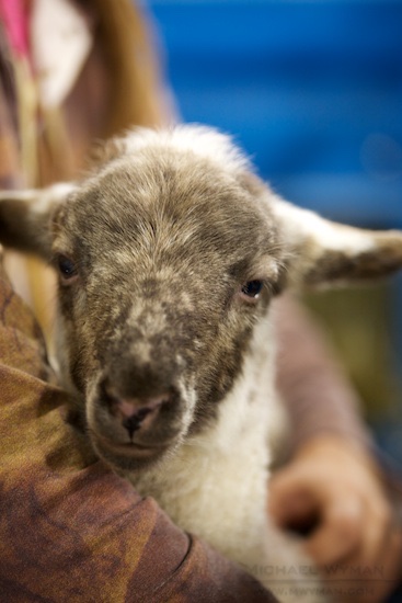 Lamb