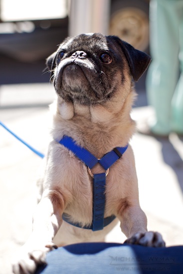 Pug
