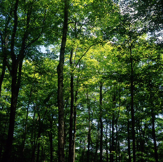 State Park