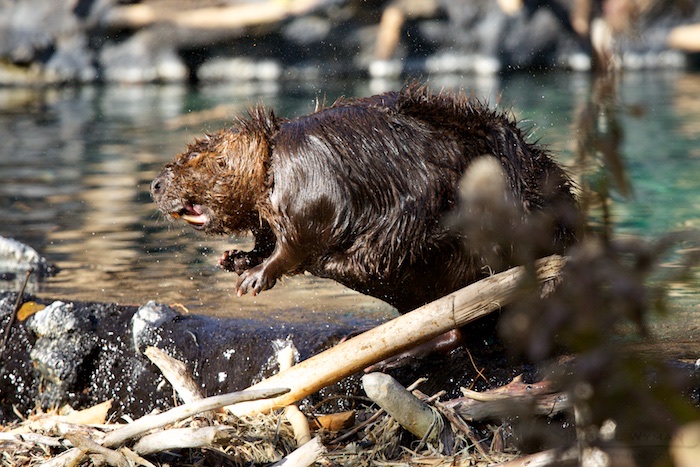 Beavers