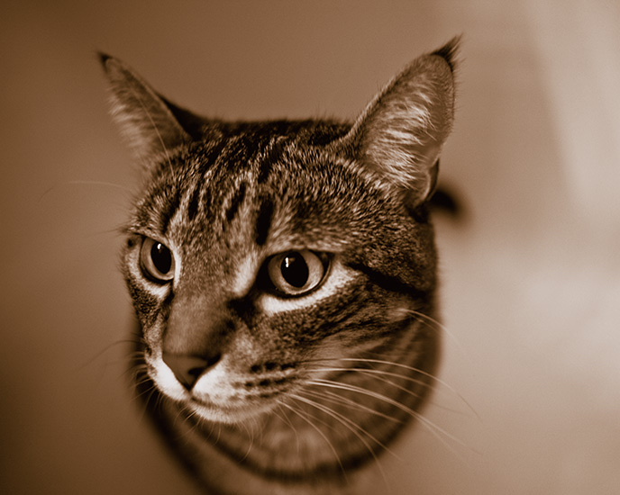 Quadtone Milo