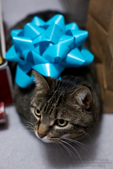 All Wrapped Up