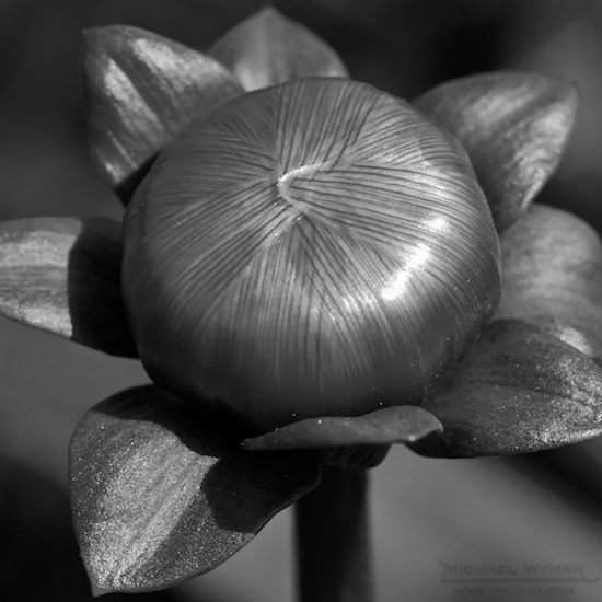 Black-and-White Dahlia