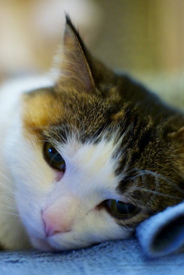 Maisy Resting