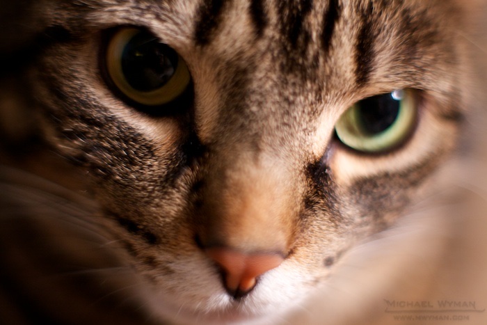 Milo