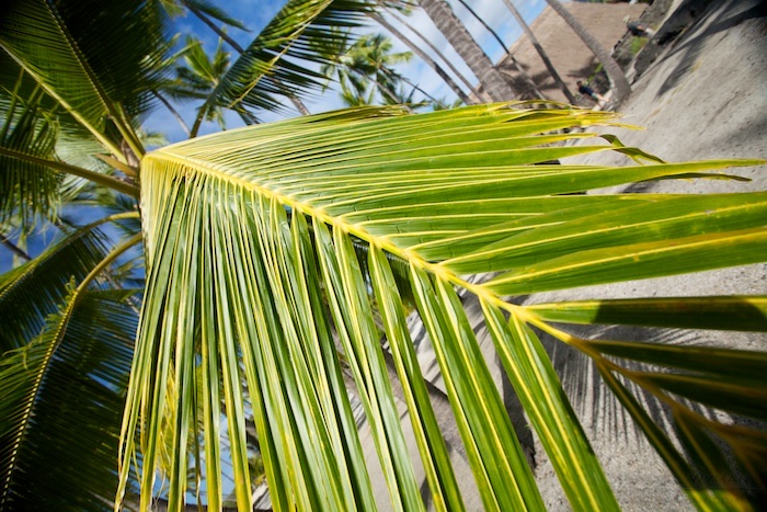 Palms