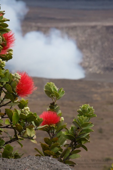 Kilauea Flowers