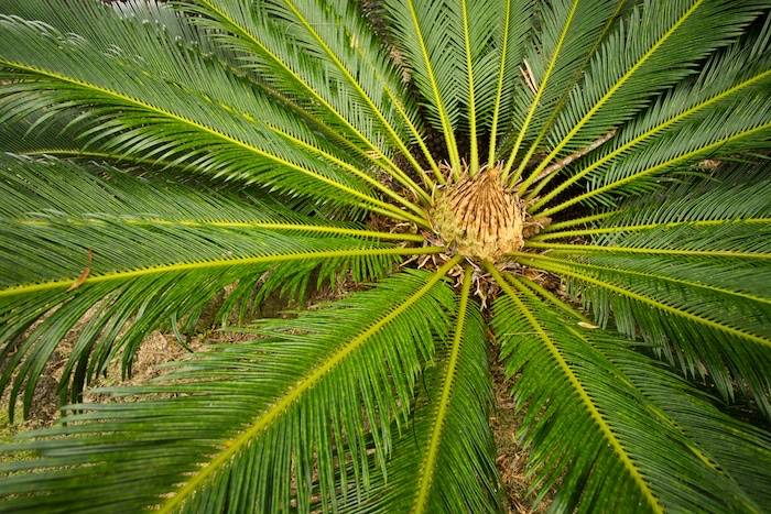 Palm Top