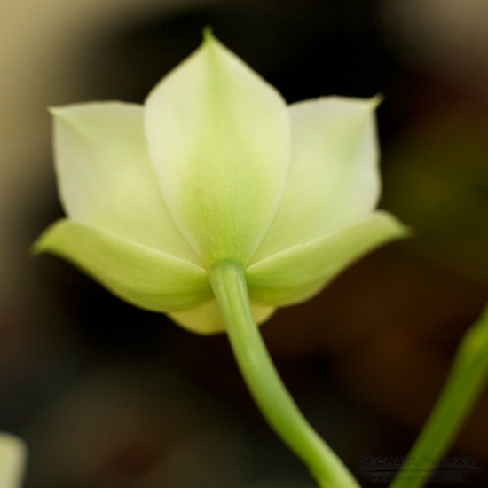 Orchid Backside