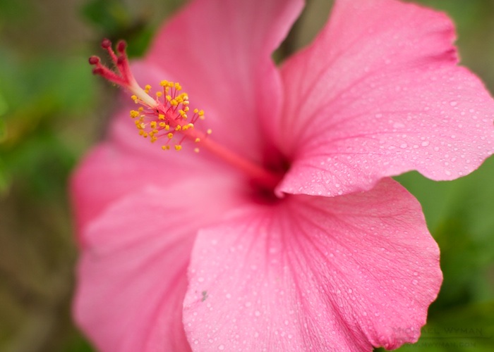 Hibiscus in Fog