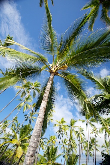Reaching Skyward