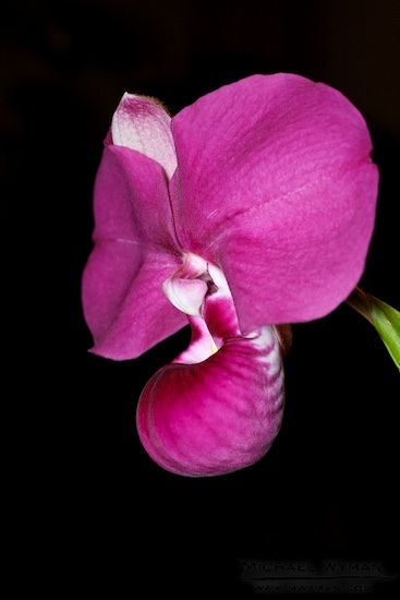 Phragmipedium Kovachii