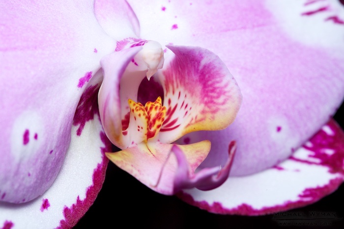Orchid Jaws