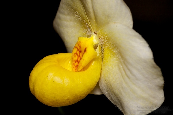 Yellow Ladyslipper