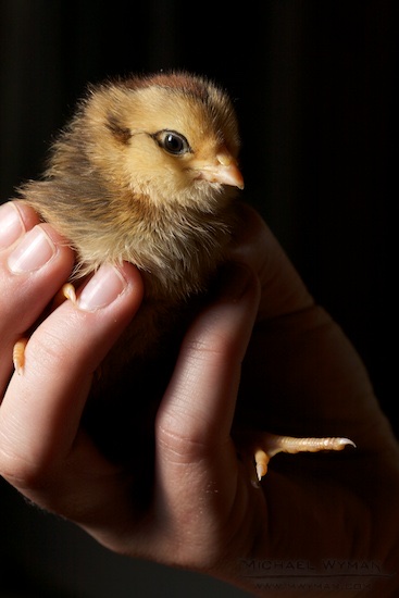 Chicken Greetings