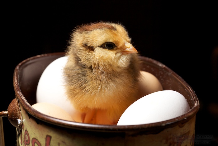 Just Hatched