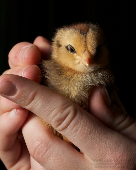 Ducky