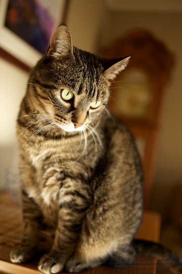 Guard Milo