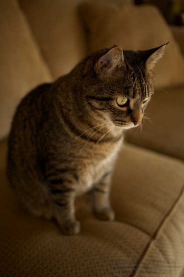 Milo and the Couch
