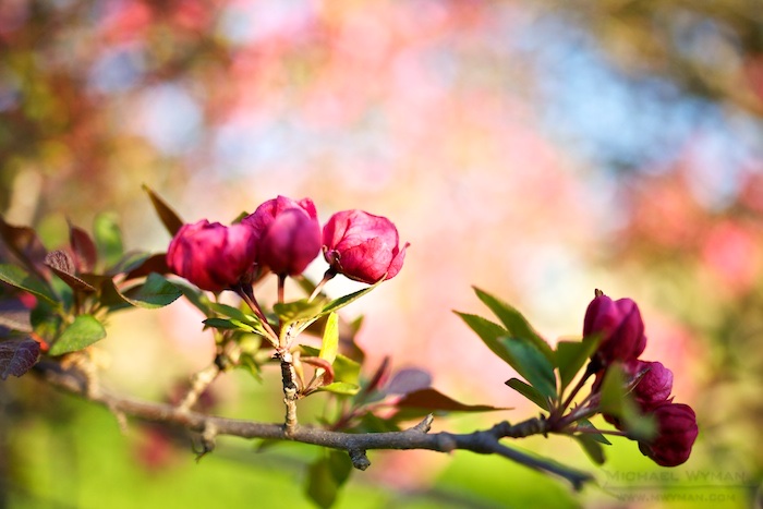 Crabapple Blossoms