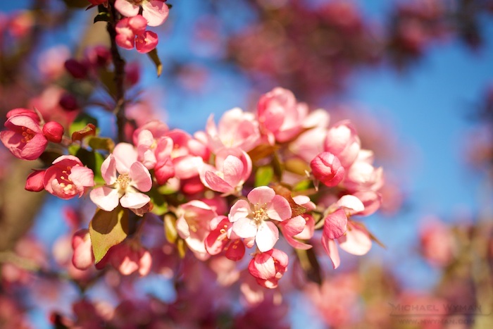 Blossoms