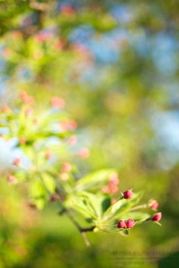 Crabapple Buds