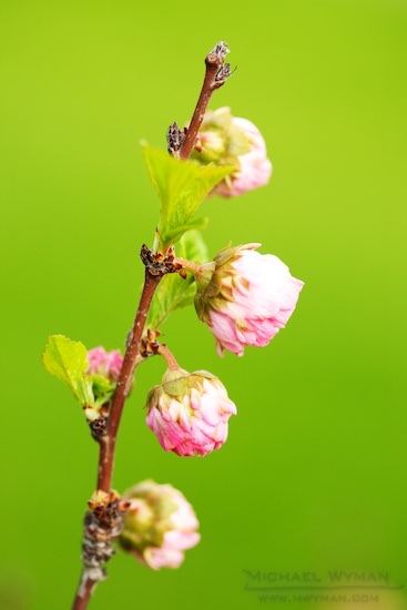 Apricot Blossoms