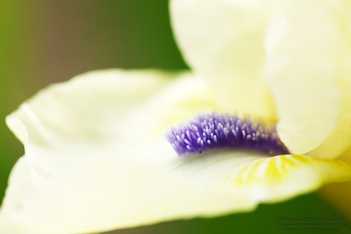 Arboretum Irises