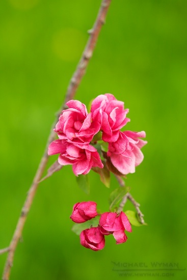 Fruit Blossoms